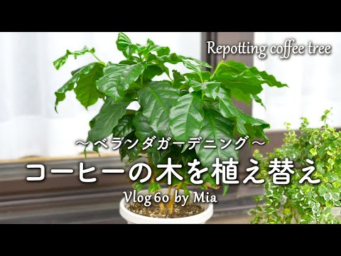 ススキ「プミラ」 植物
