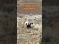 Ghost and my other dogs are steady to  a English cocker in the field #englishpointer #birddog #gsp