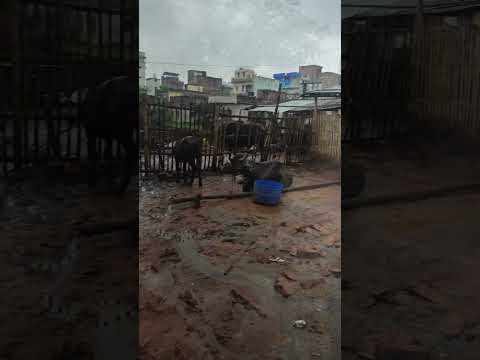 Chhut Gailu Gaon Ka Bachpan - Song By Arrjun Pandey | #bhojpuri #viral #trending #shorts