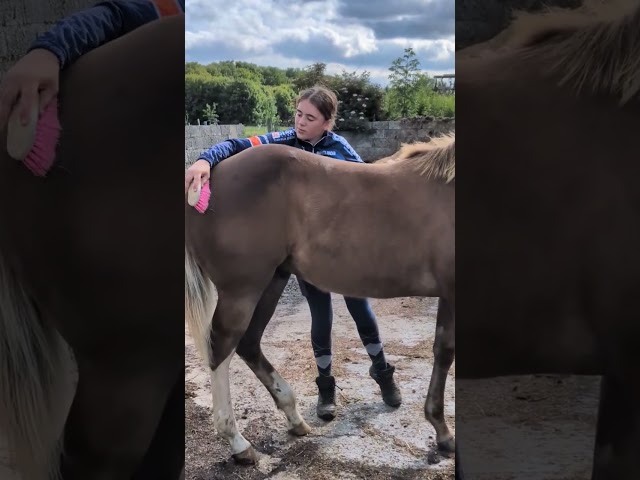 poulain Paint Horse 