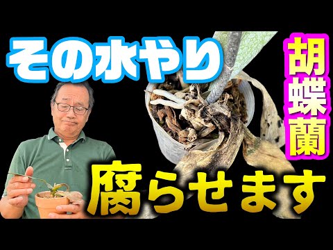 蘭の根を切る: 間違いを避ける方法 トピックス