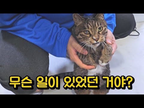 굳이 이렇게까지..? 집사를 깨우고 싶었던 개냥이 호동이의 기막힌 행동 : 번외로 집사부부의 충격고백까지