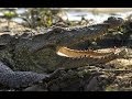 Documentary Nature - Realm Of The Mugger Crocodile