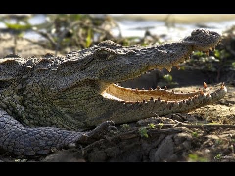 Realm Of The Mugger Crocodile