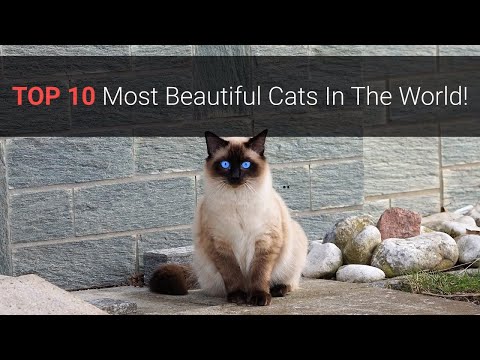 🐈 Most Beautiful Cats – Top 10 Most Beautiful Cat Breeds In The World 2020!