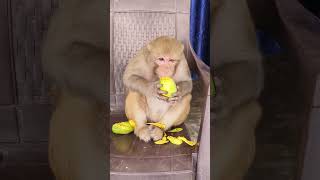 Download lagu Monkey rani ka breakfast  mango 🥭🤗#youtubeshorts #shorts mp3