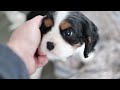 Cavalier King Charles Spaniel dogs for sale: Spotty - Video 1