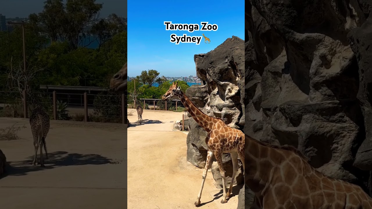 YouTube Short thumbnail