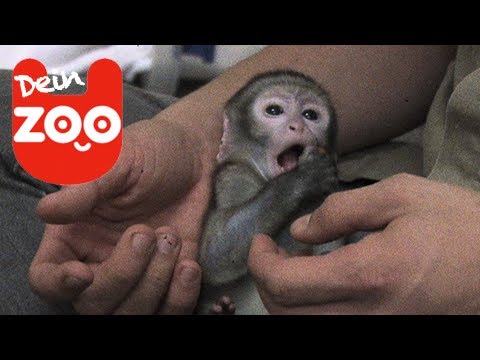 Baby-Äffchen wieder Fit!