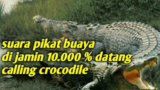 Download lagu suara pikat buaya riska sound caller crocodile mp3 Download lagu suara pikat buaya riska sound caller crocodile mp3