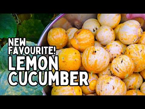 Why You Should Grow Lemon Cucumbers: The Most Prolific Heirloom!