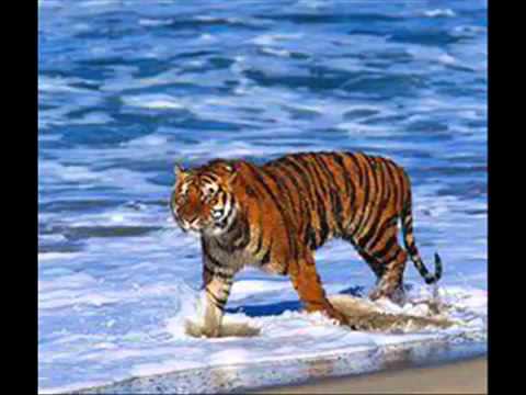 Yjet e panjohur - vajzat e mbara (nostalgji)