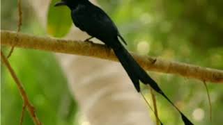 Download lagu Suara burung pikat srigunting hutan asli mp3 Download lagu Suara burung pikat srigunting hutan asli mp3