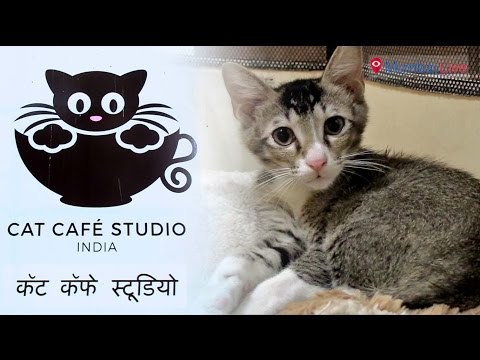 मांजरप्रेमींसाठी खास 'कॅट कॅफे'!