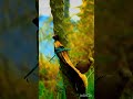 Good Morning Natural 4k Short 4k Natural Nature Cute Trending Ytshorts 1million