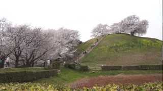 preview picture of video '2013.3.29(金)さきたま古墳群の桜(埼玉県行田市)'