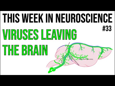 TWiN 33: Viruses leaving the brain
