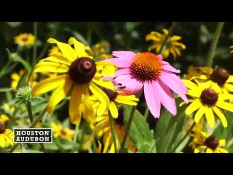 Birds and Butterflies at Home