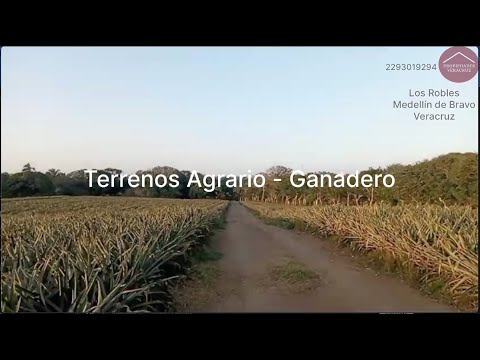 Miniatura de Video de YouTube