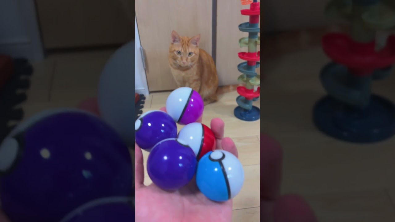 Cat vs. Poké Ball! The Cutest Showdown Ever 😺⚡️🔴 #asmr #cat #satisfyling #pokemon #relaxing