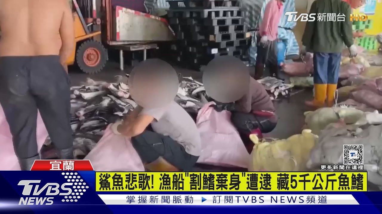 違規累犯!蘇澳籍漁船「金滿發66號」又割鰭棄身