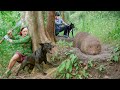 How Did The Smart Dog Help Ly Thi Hoa Hunt A Giant Bamboo Rat In The Cave