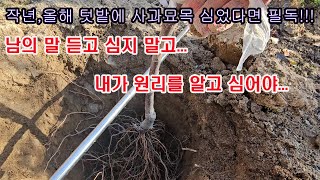 작년, 올해, 텃밭ㅇ 사과나무 소량으로 심었다면 필독!!! 알고 심었든 모르고 심었든 십중팔구 이중접목묘 심…
