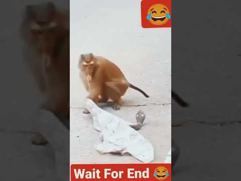Funny Animal Videos 2022 😂 - Best Dogs Cute Animals Cute Animals #Shorts # Dog Lovers TikTok! #8 🐶