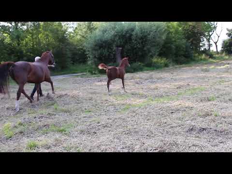 Hengst Fohlen von Farell im Trab