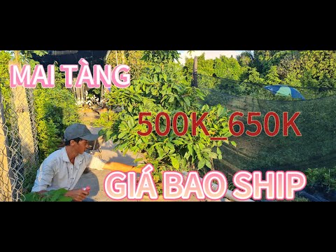 26/08 - MAI TÀNG NGUYÊN THUỶ GIÁ TỪ 500K ĐẾN 800K BAO SHIP. 0339780339 GẶP THIỆN