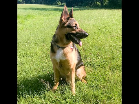Ringo, an adopted German Shepherd Dog in Millburn, NJ_image-1