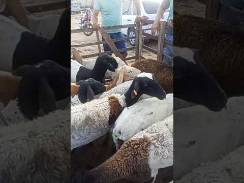 #youtubeviral #ovelhas #venturosa #pernambuco #youtubeshorts