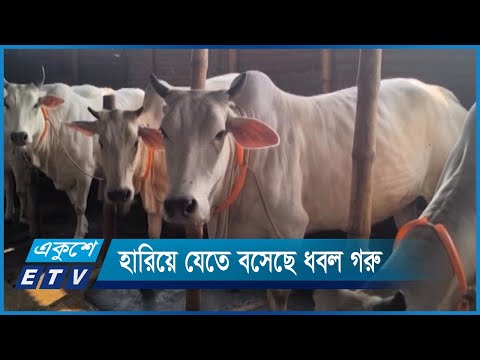 হারিয়ে যেতে বসেছে ধবল গরু লালন-পালনে শত বছরের ঐতিহ্য