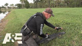 Live Rescue: Gator WRESTLED Out of Water (Season 3) | A&amp;E