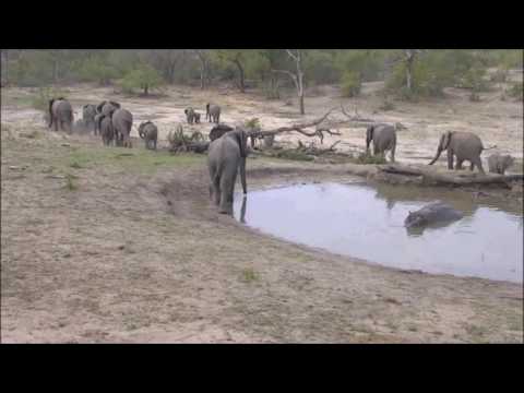 Djuma Game Reserve : Herd of Ellies stop by the pan for a quick drink at 3:50 PM on Oct 20, 2016