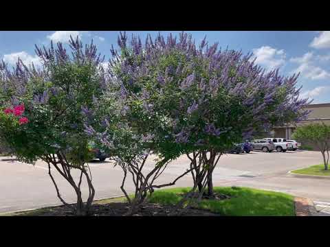 Best Plants Series - Vitex Tree
