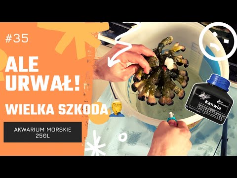 #35 🎥WYPADEK W AKWARIUM , WIRKI i kuracja od reef scorpionfish, #akwarium #akwarystyka