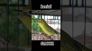 Download lagu KECIAL KUNING LOMBOK GACOR #shorts mp3 Download lagu KECIAL KUNING LOMBOK GACOR #shorts mp3