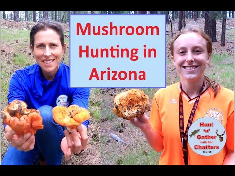MUSHROOM HUNTING in ARIZONA - Best Places to Find Lobster Mushrooms - Identification and Cooking!