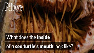 [問卦] 原來海龜嘴巴這麼可怕？