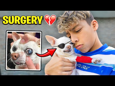 Our DOG Gets EYE SURGERY.. 💔