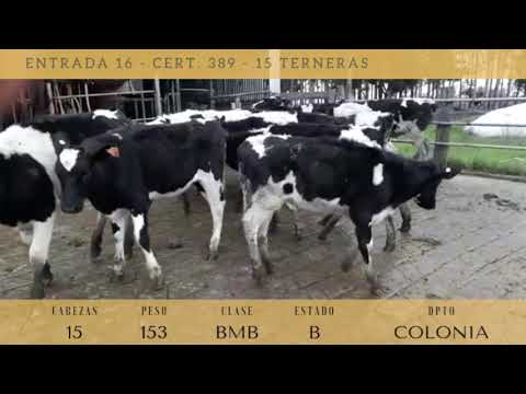 Lote 15 Terneras HOLANDO 153kg -  en COLONIA FERNANDEZ CRESPO, A 9 DE LA 85 DE RUTA 1