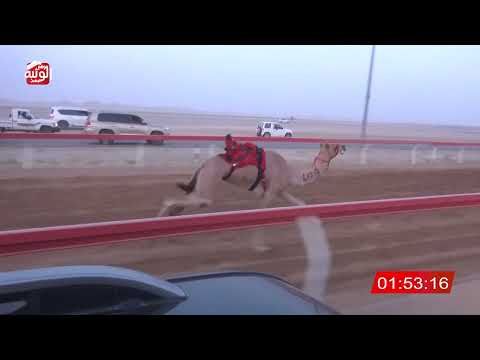  ش 3 (الشاهينيه) لـ أحمد عبدالله سعيد سالم الغفيلي 2:08:22 , شارة الصندوق 2026/07/04 فطامين الوقن 