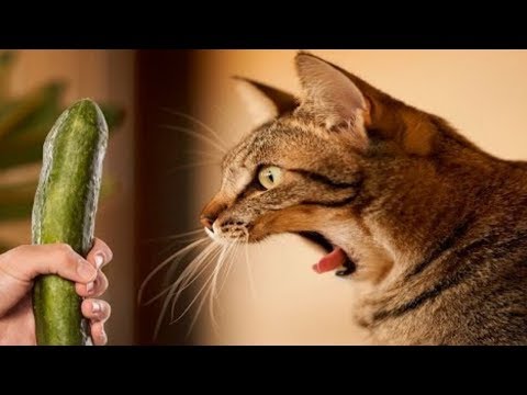 , title : 'Kediler Salatalıktan Neden Korkar? Bunu Kedilere ASLA YAPMAYIN!'