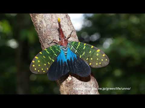 ビワハゴロモってどんな虫