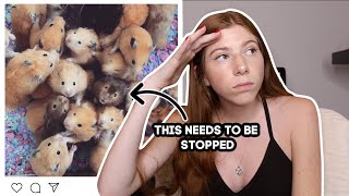 Why Syrian Hamsters ARE Solitary... Again