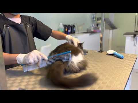 Cat Fluffy Hair Spa | Pet Grooming Academy | De-shedding, de-matting Process