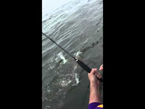 Massive cobia caught on broken shimano rod