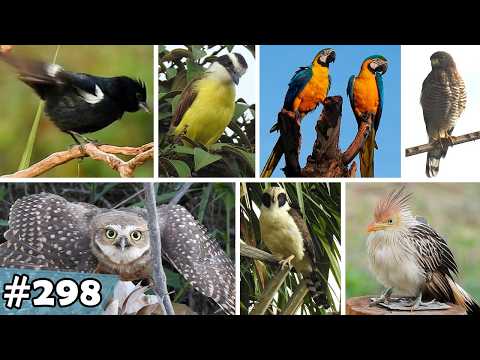 Dias incríveis de passarinhada em Alto Paraíso de Goiás - Parte I - 298