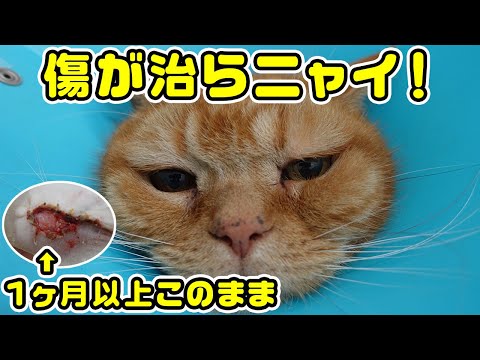 首に傷を負った猫 - 原因とその治療方法